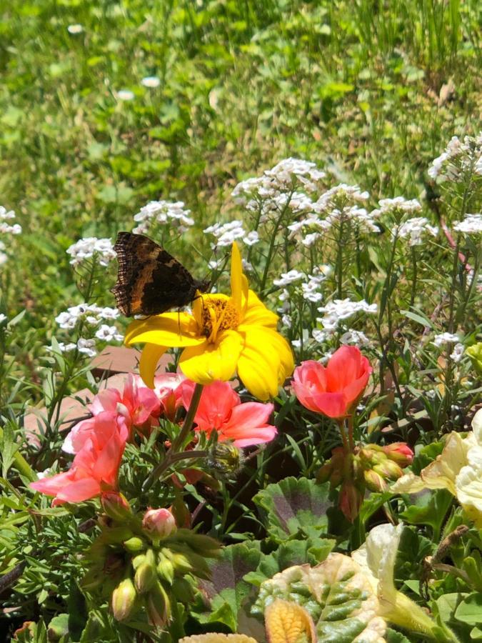 Chata Primula Zuberec Bagian luar foto